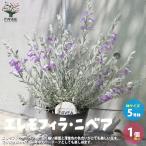 ITANSEエレモフィラ・ニベア花...