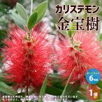 ITANSE カリステモン (金宝樹) 庭木 6号鉢苗 1個売り 庭木 植木 花木 観賞用 新生活 プレゼント 贈答 送料無料 イタンセ公式