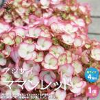 ITANSE アジサイ ママンレッド 花苗 4号鉢 1個売り 花苗 花の苗 イングリッシュガーデン フラワーガーデン 送料無料 イタンセ公式