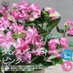 ショッピングアジサイ ITANSE アジサイ ダンスパーティー ピンク 花苗 5号鉢 1個売り 花苗 花の苗 イングリッシュガーデン フラワーガーデン 送料無料 イタンセ公式