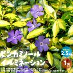 ITANSEビンカミノール・イルミ...