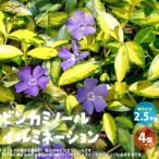 ITANSEビンカミノール・イルミ...