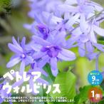 ショッピング苗 ITANSE ペトレア ・ヴォルビリス 花苗 9cmポット苗 1個売り 花苗 花の苗 ガーデニング フラワーガーデン 送料無料 イタンセ公式