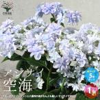 ショッピングアジサイ ITANSE アジサイ 空海(クウカイ) 花苗 5号鉢 1個売り 花苗 花の苗 イングリッシュガーデン フラワーガーデン 送料無料 イタンセ公式