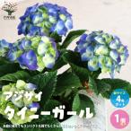 ITANSE アジサイ タイニーガール 花苗 4号鉢 1個売り 花苗 花の苗 イングリッシュガーデン フラワーガーデン 送料無料 イタンセ公式