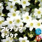 ITANSE アレナリア・モンタナ 花苗 3.5号ポット苗 お買い得2個セッ…