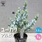 ITANSEユーカリ・アルビダ庭木...