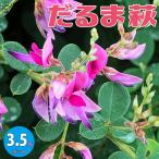 ITANSE ハギ ダルマハギ(だるま萩) 庭木 3.5号 1個売り 庭木 …