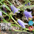 ITANSE 岩沙参(イワシャジン) 花苗 多年草 3.5号ポット 1個売り…