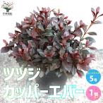 ITANSE 赤葉ツツジ カッパーエバー 庭木  5号 1個売り