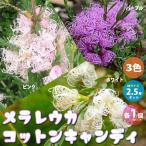 ITANSEme RaRe uka* хлопок сладости -3 -цветный набор ( розовый * лиловый * белый каждый 1 шт ) садовое дерево 2.5 номер pot . сделка 3 шт. комплект бесплатная доставка i язык se официальный 