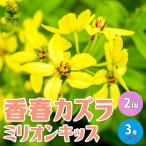 ITANSE コウシュンカズラ ミリオンキッス 庭木 熱帯花木苗 3号ポット…
