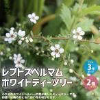 ITANSErepto spec rumam* белый чайное дерево трава рассада садовое дерево 3 номер pot . сделка 2 шт. комплект бесплатная доставка i язык se официальный 