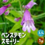 ITANSE ペンステモン スモーリー 多年草 花苗 3.5号ポット 1個売…