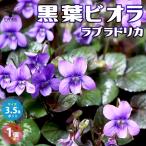 ITANSE黒葉ビオララブラドリカ...