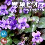 ITANSE黒葉ビオララブラドリカ...