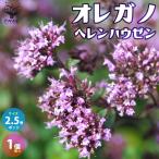 ITANSEオレガノヘレンハウゼン...