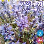 ITANSEアジュガディクシーチッ...