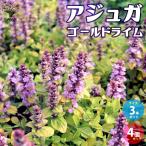 ITANSEアジュガゴールドライム...