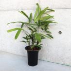 ITANSE 観音竹(カンノンチク) 綾錦 観葉植物 5号鉢 リビングやオフ…