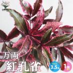 ITANSE десять тысяч обе *...( алый kjak) садовое дерево 3.5 номер длинный pot рассада 1 шт продажа растение Hanaki .. для подарок .. бесплатная доставка i язык se официальный 