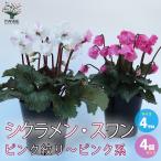 ITANSE シクラメン・スワン ピンク絞り〜ピンク系 色ミックス見計い 花苗  4号鉢 お買い得4個セット ガーデニング 送料無料 イタンセ公式