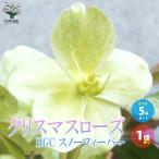 ITANSE クリスマスローズ HGC スノーフィーバー 花苗 5号ポット 1個売り 花の苗 フラワーガーデン 寄せ植え 送料無料 イタンセ公式