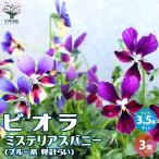 ITANSEビオラ・BOSSPRE...