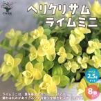 ITANSEヘリクリサムライムミニ...