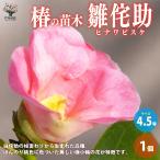 ITANSE椿の苗木品種：雛侘助庭...