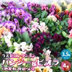 ITANSEうえたコレクションパン...