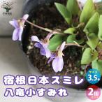 ITANSE宿根日本スミレ八竜小す...