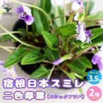 ITANSE宿根日本スミレ二色厚葉...