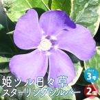 ITANSE姫ツル日々草スターリン...