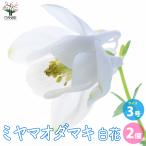 ITANSEミヤマオダマキ白花花苗...