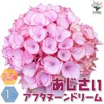 ITANSE アジサイ アフタヌーンドリーム 花苗 3.5号ポット 1個売り 花の苗 フラワーガーデン 寄せ植え 送料無料 イタンセ公式