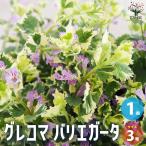 ITANSEグレコマバリエガータ花...