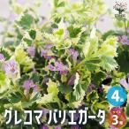 ITANSEグレコマバリエガータ花...