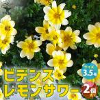 ITANSE ビデンス レモンサワー 花苗 3.5号ポット お買