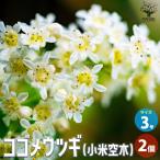 ITANSE コゴメウツギ (小米空木) 花苗 3号ポット お買い得2個セッ…