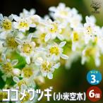 ITANSE コゴメウツギ (小米空木) 花苗 3号ポット お買い得6個セッ…