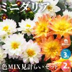 ITANSEミニダリア色MIX見計...