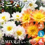 ITANSEミニダリア色MIX見計...