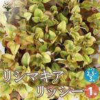 ITANSEリシマキアリッシー花苗...