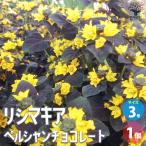 ITANSEリシマキアペルシャンチ...
