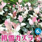 ITANSE初雪カズラ花苗5号鉢お...