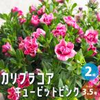 ITANSE カリブラコア キューピットピンク 花苗 3.5号 お買い得2個セット 花の苗 フラワーガーデン 寄せ植え 送料無料 イタンセ公式