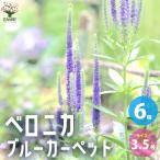 ITANSEベロニカブルーカーペッ...