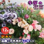 ITANSE 季節の訳あり花苗 花苗 色MIX見計らい/お買い