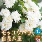 ITANSE モッコウバラ 八重咲き 白花の